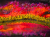 Crimson reflections - original (framed) / prints available