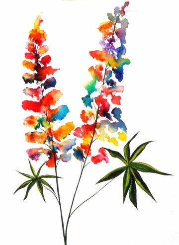 Lupins - limited edition