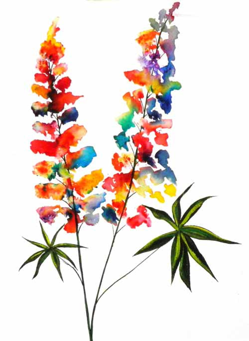 Lupins - limited edition