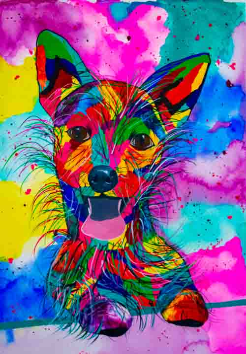 Where's me biscuit - limited edition